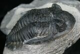 Large Hollardops Trilobite - Different Species #5380-3